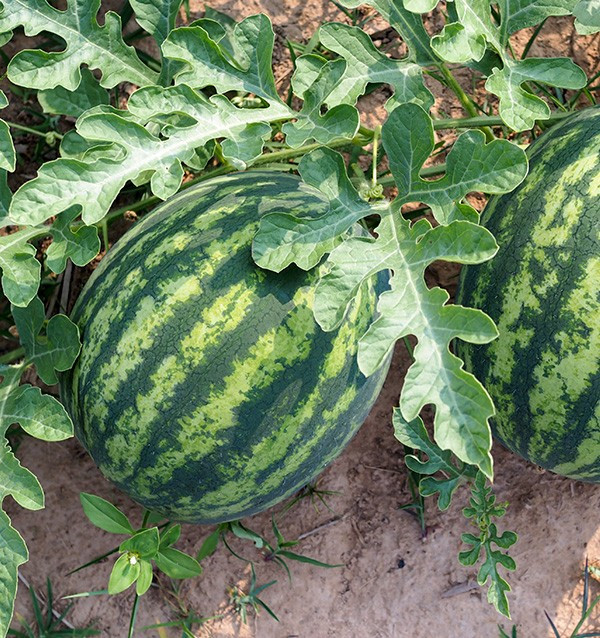 Buy Striped Watermelon Online at Tropitop