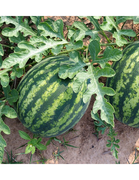 Buy Striped Watermelon Online at Tropitop