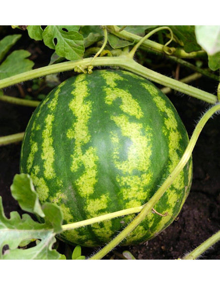 Gestreifte Wassermelone online kaufen bei Tropitop