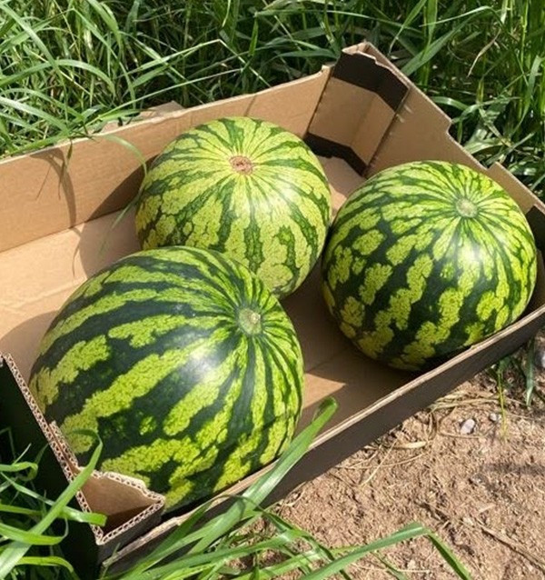 Gestreifte Wassermelone online kaufen bei Tropitop