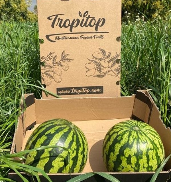 Comprar Sandía Rayada Online en Tropitop