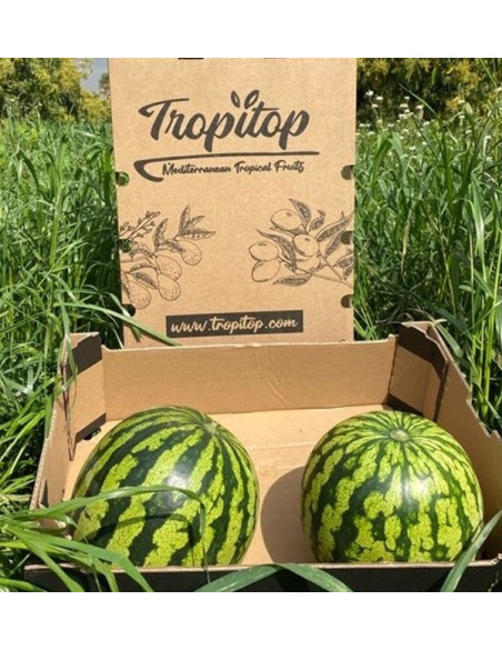 Gestreifte Wassermelone online kaufen bei Tropitop