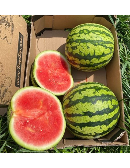 Gestreifte Wassermelone online kaufen bei Tropitop