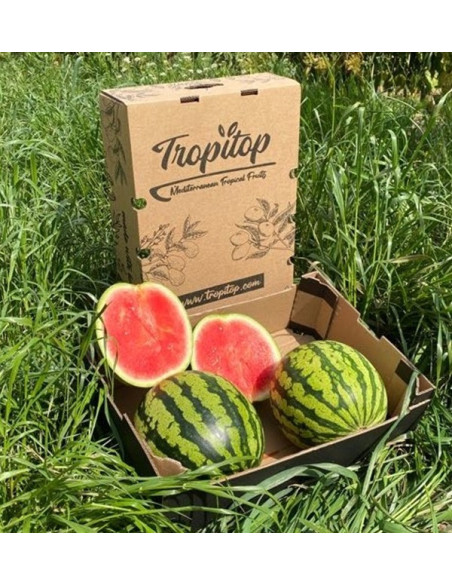 Gestreifte Wassermelone online kaufen bei Tropitop