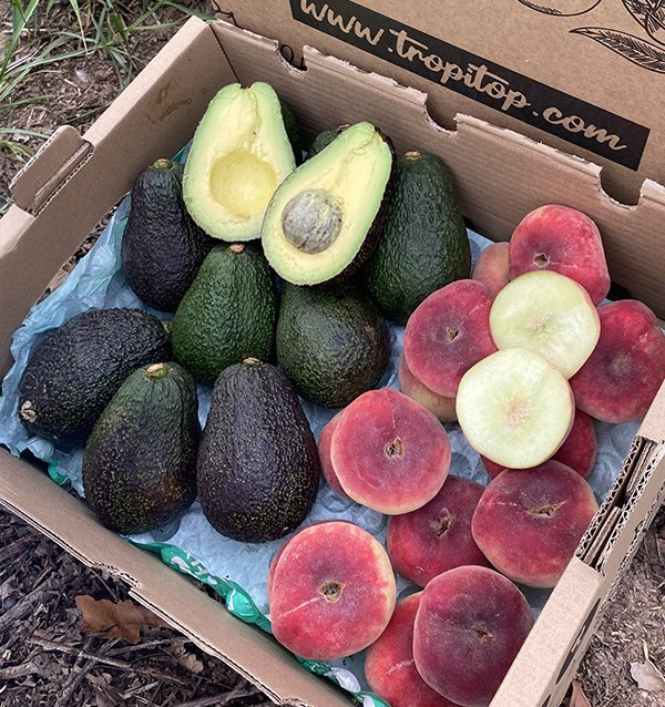 Hass-Avocados und Flachpfirsiche Online Kaufen | Tropitop