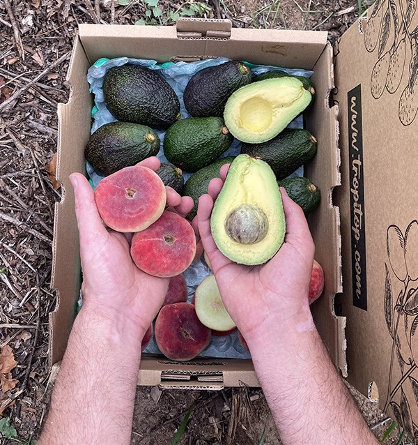 Acquista Avocado Hass e Pesche Piatte Online | Tropitop