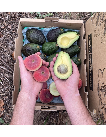 Acquista Avocado Hass e Pesche Piatte Online | Tropitop