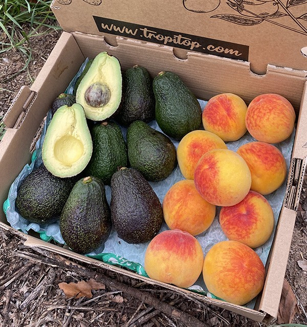 Comprar Aguacates Hass y Melocotón Amarillo Online en Tropitop