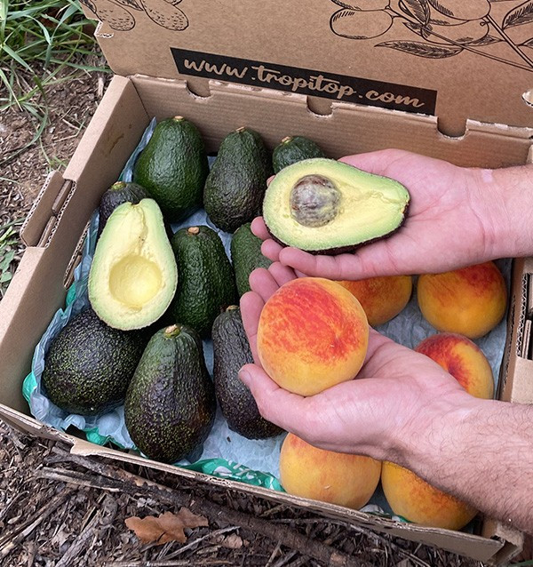 Buy Hass Avocados and Yellow Peaches Online | Tropitop