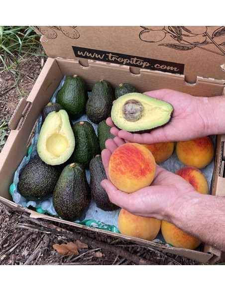 Comprar Aguacates Hass y Melocotón Amarillo Online en Tropitop
