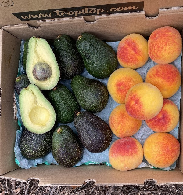 Comprar Aguacates Hass y Melocotón Amarillo Online en Tropitop