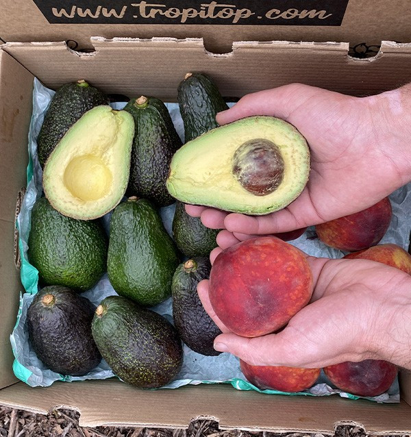 Buy Hass Avocados and Red Peaches Online | Tropitop