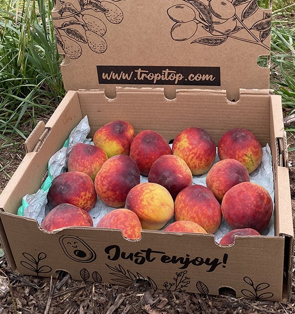 Buy Red Peaches Online | Seasonal Fruit Direct from the Farmer 2