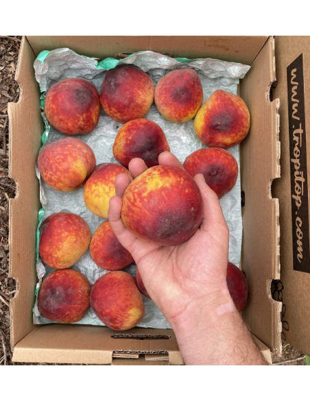 Acquista Pesche Rosse Online | Frutta di Stagione dal Produttore