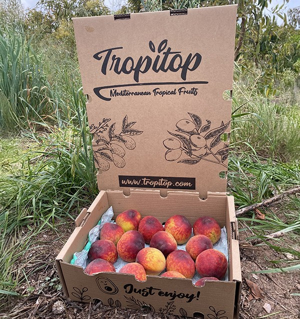 Acheter Pêches Rouges en Ligne | Fruits de Saison Direct Producteur