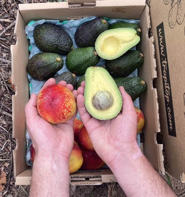 Acquista Avocado Hass e Nettarine Online | Tropitop 2