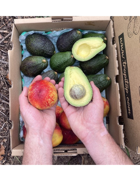 Avocados Hass und Nektarinen Online Kaufen | Tropitop