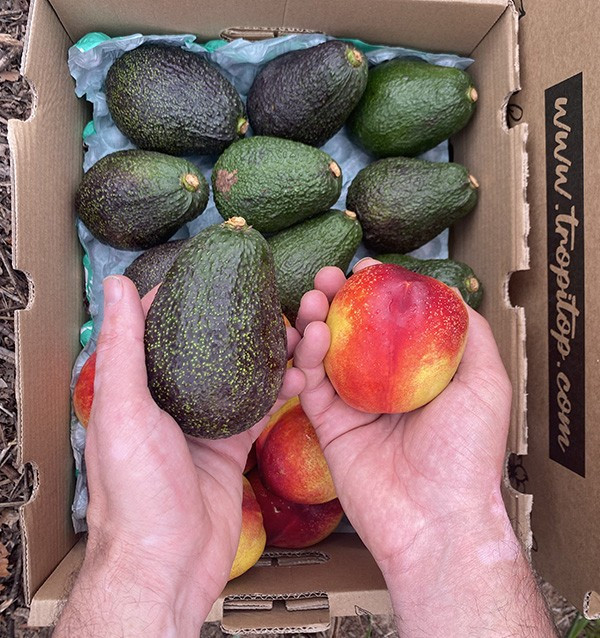Acheter Avocats Hass et Nectarines en Ligne | Tropitop