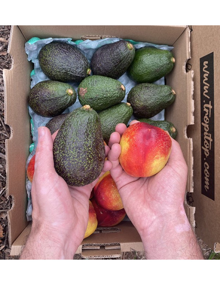 Acquista Avocado Hass e Nettarine Online | Tropitop
