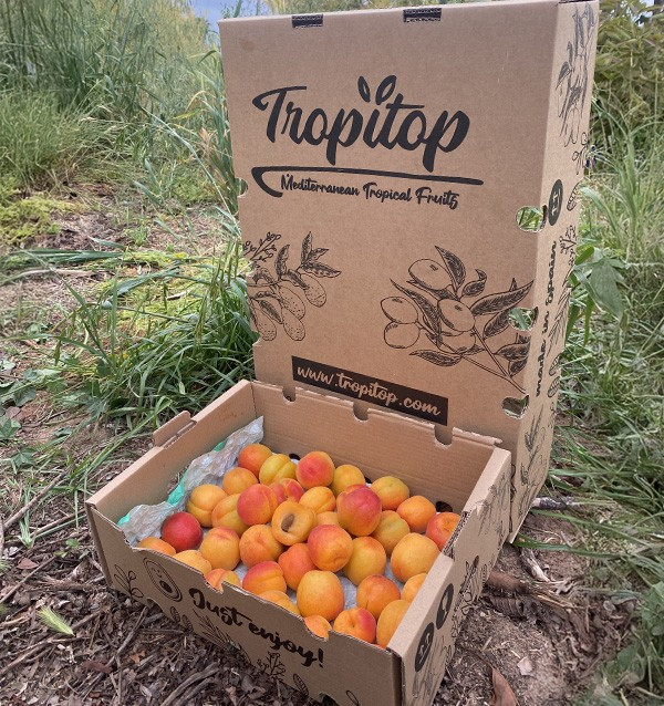 Acquista Albicocche Online | Frutta di Stagione dal Produttore