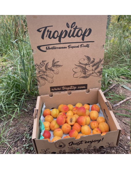 Acquista Albicocche Online | Frutta di Stagione dal Produttore