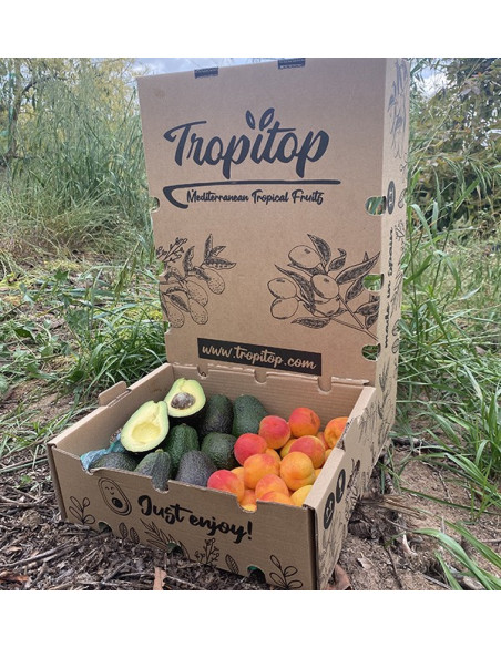 Acquista Avocado Hass e Albicocche Online | Tropitop