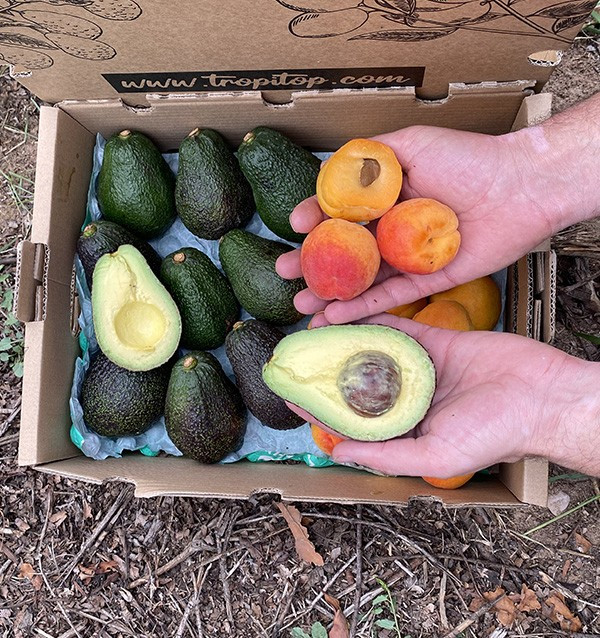 Acquista Avocado Hass e Albicocche Online | Tropitop