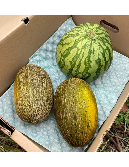 Acheter Pastèque Rayée et Melons Piel de Sapo en ligne | Tropitop
