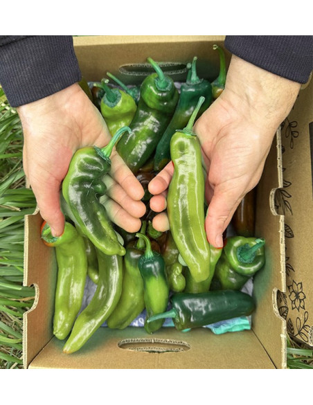 Acquista Peperoni Italiani Rossi Online su Tropitop