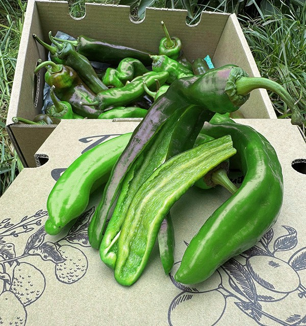 Buy Italian Red Peppers Online at Tropitop