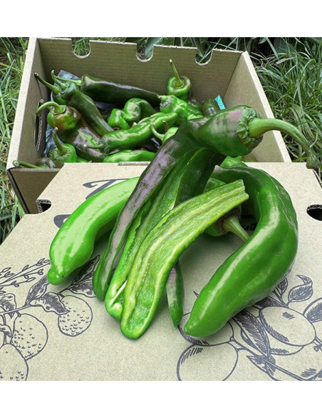 Buy Italian Red Peppers Online at Tropitop