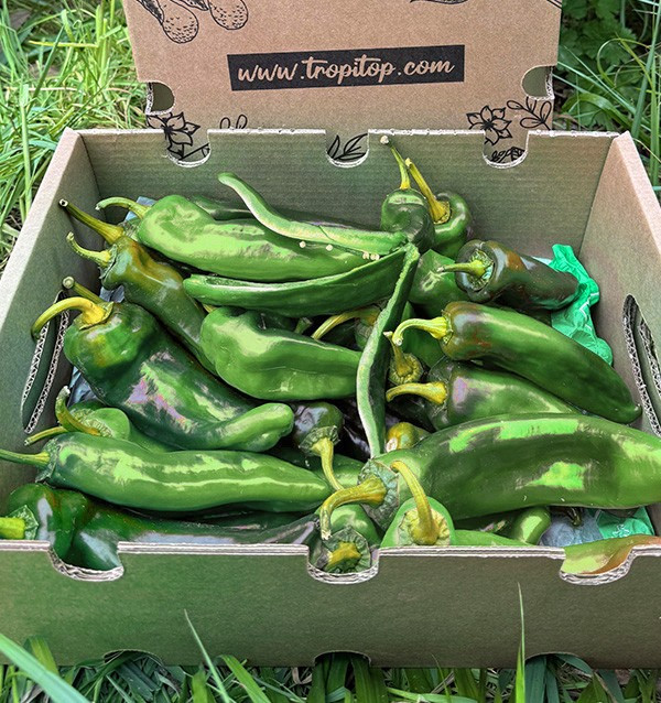 Acquista Peperoni Italiani Rossi Online su Tropitop