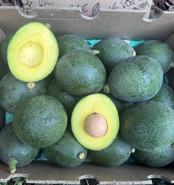 Reed Avocados online bei Tropitop kaufen