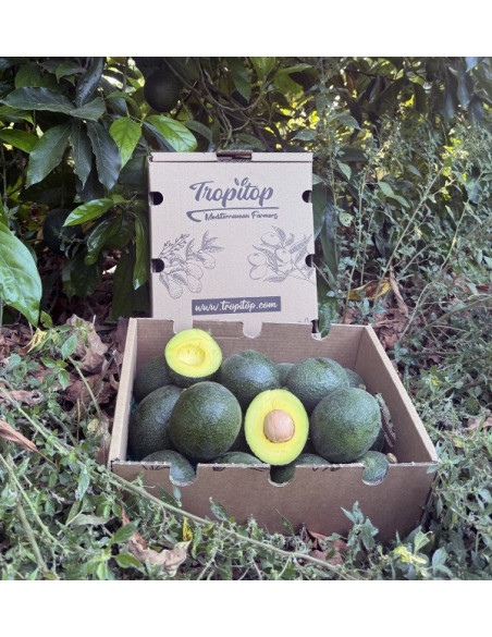 Acquistare avocado Reed online su Tropitop