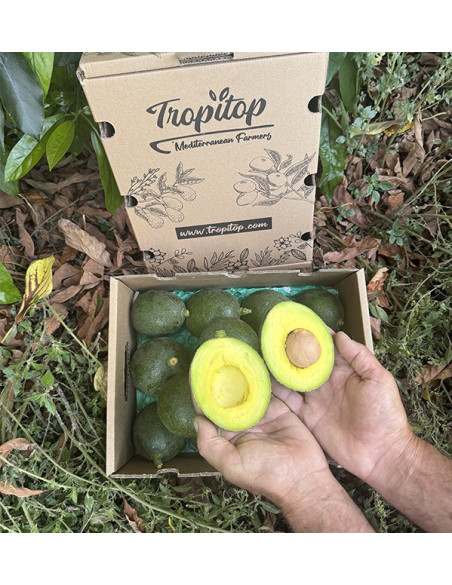 Acquistare avocado Reed online su Tropitop