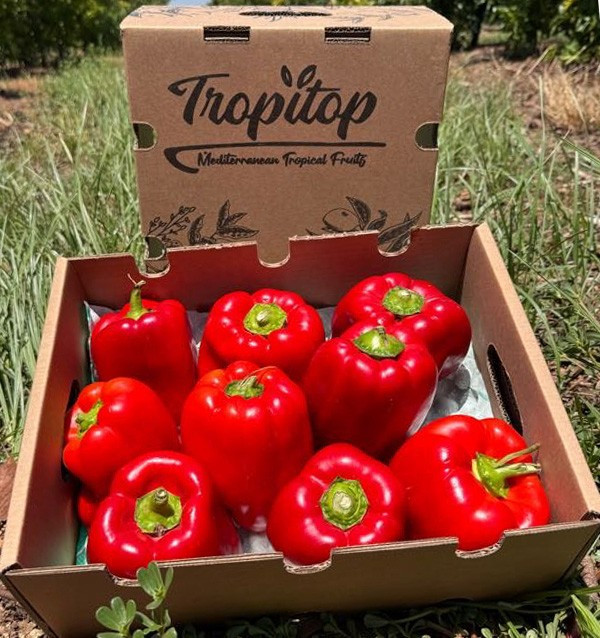 Acheter Poivrons Rouges Morrón en Ligne | Poivrons à Rôtir | Tropitop