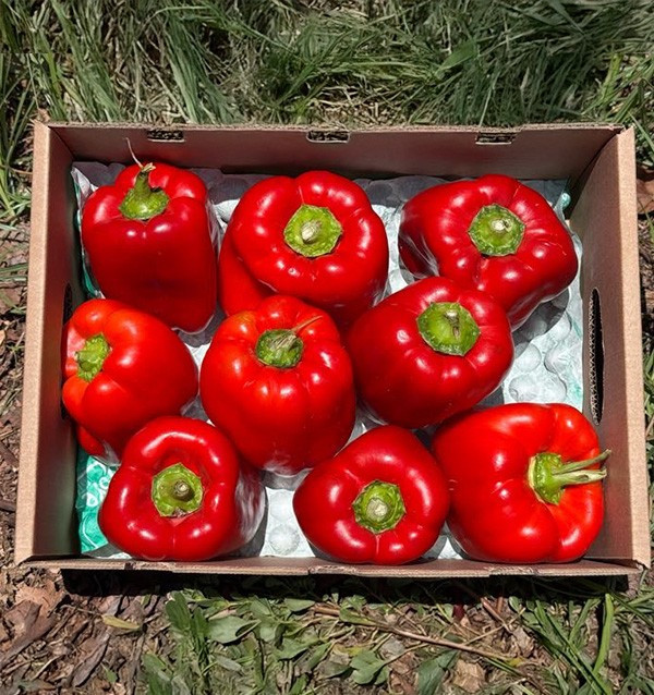 Buy Red Bell Peppers Online | Roasting Peppers | Tropitop