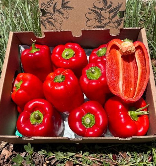 Rote Paprika Morrón Online Kaufen | Paprika zum Braten | Tropitop