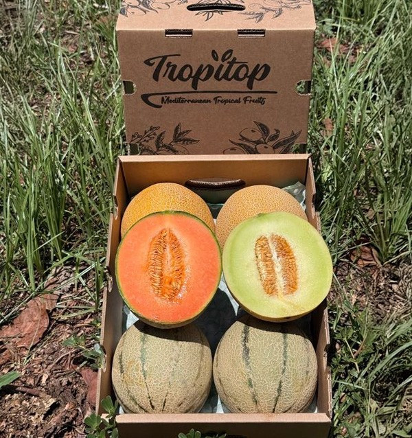 Galia und Cantaloupe Melonen online kaufen | Frisches Melonenpaket | Tropitop