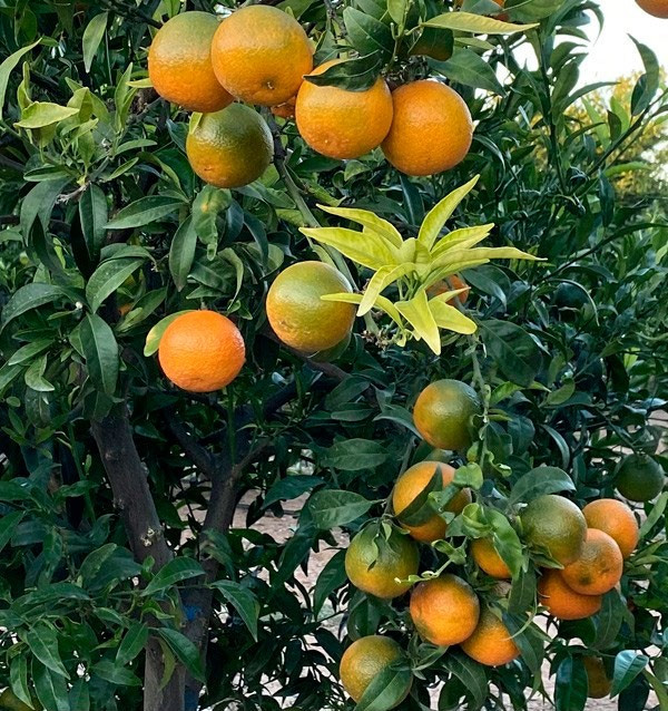 Mandarinas Clementinas  | Comprar mandarinas online ahora