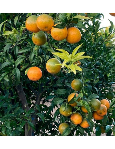 Mandarines clémentines | Achetez des mandarines en ligne maintenant