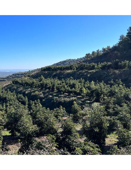 Avocados Online Kaufen | Bestellen aus Spanien - Tropitop