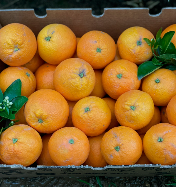 Comprare arance online direttamente dal campo