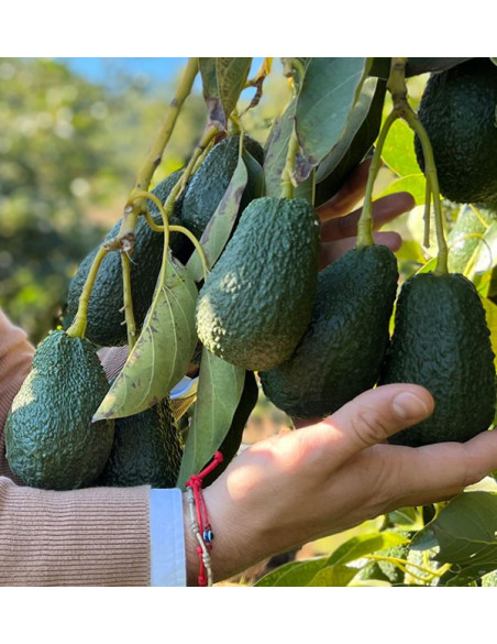 Acquista arance e avocado |  TropiTop