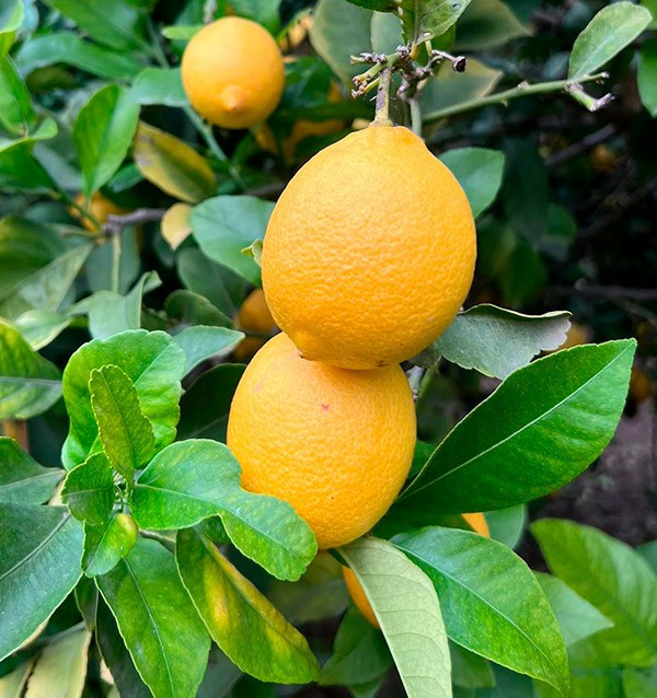 Orangen und Zitronen | Online-Obst