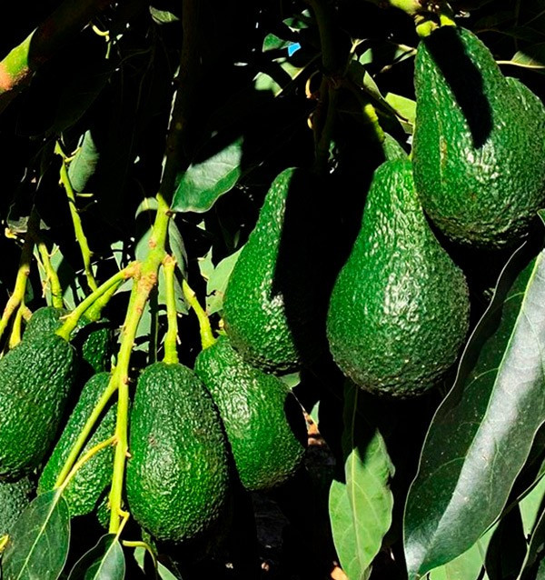 Pequeno almoço com abacates: abacates, laranjas e limões
