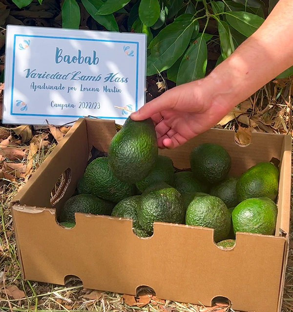 Patenschaft für einen Avocado-Baum