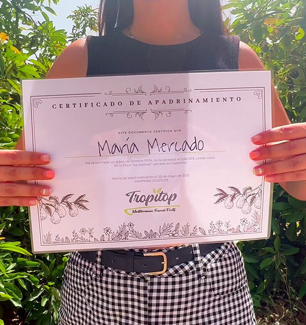 Apadrina un árbol de Aguacate