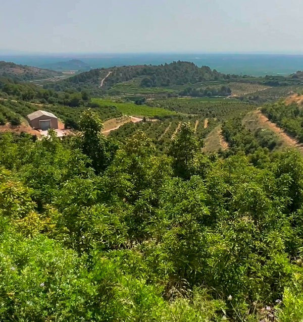 Adotta un albero di avocado
