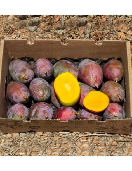 Comprar Mangos Online | La mejor selección de mangos frescos